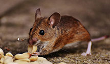 24 Hour & Emergency Exterminators in South Albemarle, NC